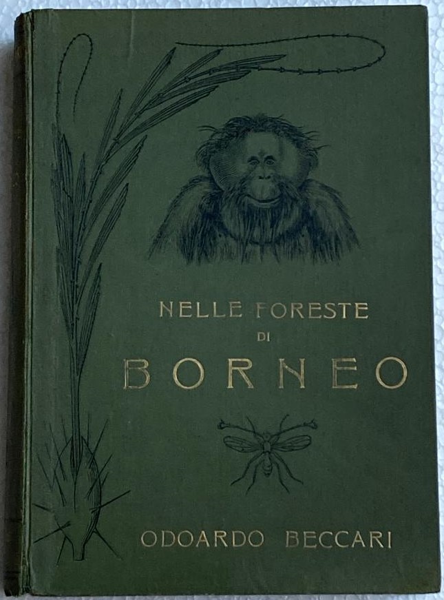 “Nelle foreste di Borneo” di Odoardo Beccari (Landi 1902): alla ricerca della mitica prima edizione in 250 copie!