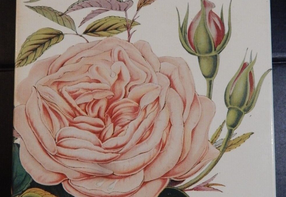 Alla scoperta del libro cult di Graham Stuart Thomas: “Le rose antiche da giardino” (1981) pubblicato nella celebre collana L’ornitorinco