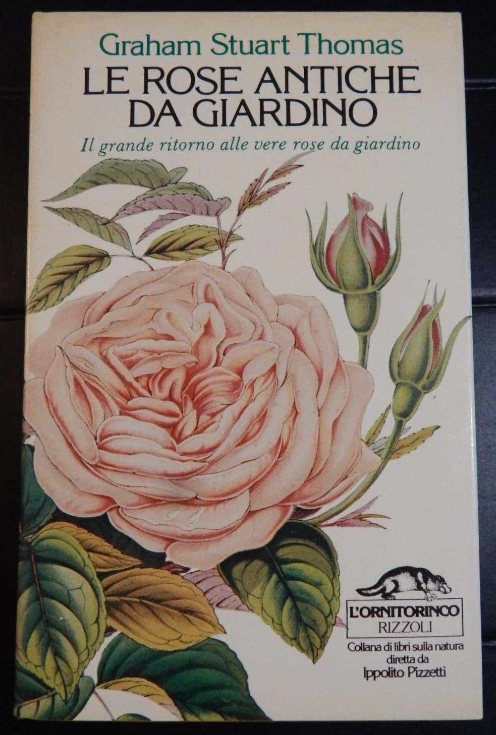 Alla scoperta del libro cult di Graham Stuart Thomas: “Le rose antiche da giardino” (1981) pubblicato nella celebre collana L’ornitorinco